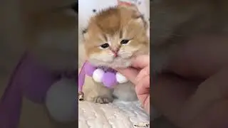 Daily FUNNY & CUTE Internet CATS n°28