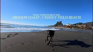 NOVA | World's best dog | Sticks and Waves | Crissey Field Beach