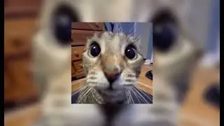 Aku sayang x sprinter (TikTok)