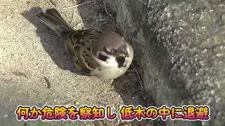 餌を貰いに近付いて来る片足ちゃん 20260119（天満宮）