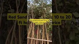 Red Sandalwood plant cheap price #redsandalwoodplant #redsandarwood #sandalwood