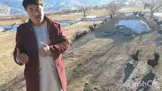 دیدن از یک فارم مرغ تخم گذار جدید ## با ضرفیت 500مرغ تخمگذار ## در جاغوری سنگماشه## دنبال کنید دوستا