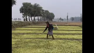 বিরামপুরে তীব্র শীতে বোরো ধানের বীজ নষ্ট, বিপাকে কৃষক, এ বিষয়ে উপজেলা কৃষি কর্মকর্তা কৃষ্ণ কমল রায়।