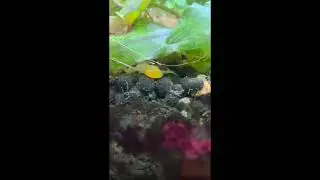 I found a newborn Bristlenose Catfish baby. More to come...#aquarium #planetaquarium #catfish