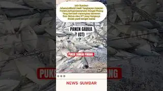 Penan Ikan Gabua(GT) Pukek jariang Sungai Pinang.
