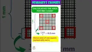 Neubauer&rsquo;s Chamber ll #shorts