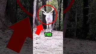 Top 5 most rare white albino animals in the world.  #rareanimals #albino  #whiteanimals