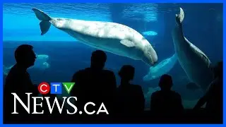 Marineland's threat of euthanizing whales ‘truly reprehensible,' animal rights group says