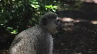 Side view of monkey sitting and eating. Chewing and looking around. Animals in Safari park, South