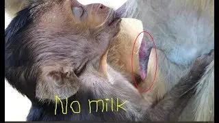It makes my heart break for Lori, It looks so pity for Lori, Why mommy no milk for?
