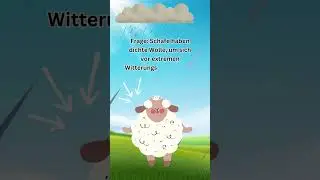 Tiere: Wusstest du das &uuml;ber Schafe? #k&uuml;he #keşfet  #beautiful  #animation #funny #deutsch