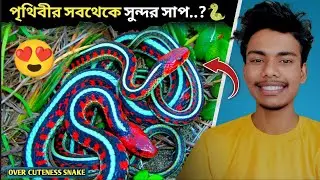 পৃথিবীর সবচেয়ে সুন্দর সাপ |The most beautiful snake in the world | Echo Lens