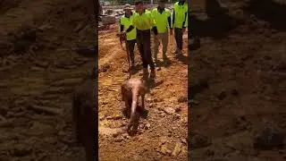 Kangaroo&rsquo;s Accidental Trip to the Underworld