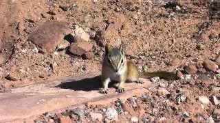 Chipmunk in the desert of Moab