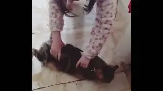 La bella lavanderina ( Aithusa fa da lucida pavimento) 😂 #lovecat #shortvideo