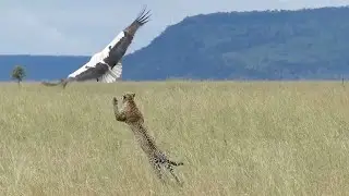 Bird Makes Miraculous Escape From Hungry Leopard