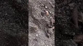 Ant Lions Setting Their Traps #shorts #ants
