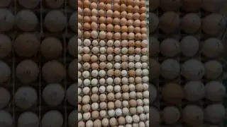 #fertileeggs #fresheggs #incobator #hatching #Chick&rsquo;s booking