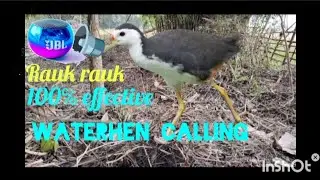 How To Call White Breasted Waterhen!! Dahuk pPakkhir Daak #animals #birds 