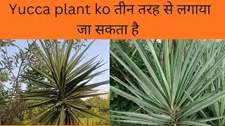 Yucca plant ko तीन तरह से लगाया जा सकता है yucca plant ko teen tarh se lagaya ja skta hai 