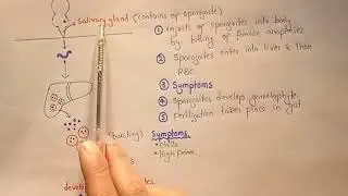 Apicomplexans | Plasmodium | Kingdom Protists | Class 11