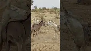 Donkey live #ytshortsvideo #animals #donkeyvillage #funnyanimal #donkey #funnydonkey