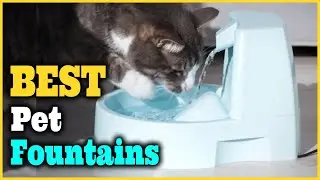 Best Pet Fountains [Top 5 Picks]