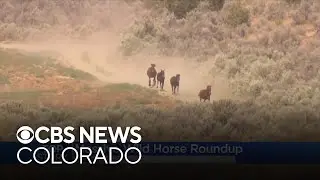 761 wild horses removed from Colorado's Piceance East Douglas herd area, here's how and why it was d