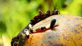 WOW! There are many bees here.