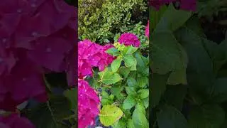 a little plant+very thick flower so beautiful 😍