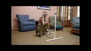 Capybara Hurdles 2.0