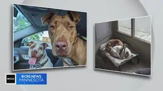 Dog hops over wall at Minneapolis shelter to be with puppy pal