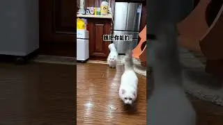 When several cats are together, there must be a Minute cat with eyes and eyes
