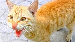 😼 Angry Cat Fighting Sound Effect | Horrible Cat Sounds | Cat Sound | Cats Sound Effect | Cat Voice
