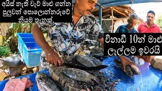 Live Fish Cutting Sri Lanka | උක්කුන් අයියගේ මාළු කැපීම #fishcutting #fishing