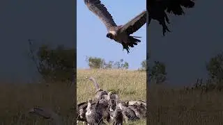 African Vulture Flying