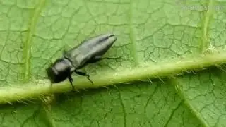 昆蟲-瘦吉丁蟲屬Agrilus sp.