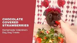 How To Make Chocolate Covered Strawberries For Dogs 🍓DIY Homemade Valentine's Day Dog Treats