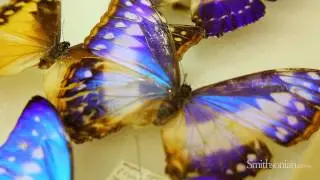 Biomimicry and Butterflies: How Nature is Inspiring Design and Innovation