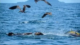 Panama Fishing - Take a Ride to Hannibal Bank on the TOP Cat! Tuna and Marlin Fishing Hightlights!
