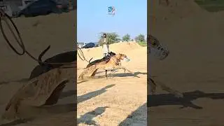 Dog vs rabbit Race #dog #pets #vrial #shortvideo #india #indiandog #reel #trending #reelsfb