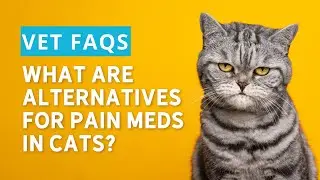 Cat Pain Relief: Beyond Medication
