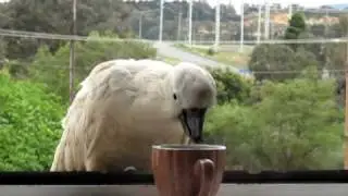 Psittacine Beak and Feather Disease