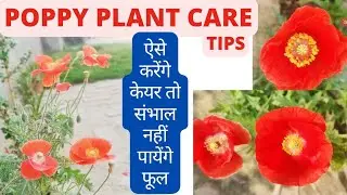 Poppy Plant Care Tips | How to Grow Poppy Plant | Poppy Flowers | Flowering Plants