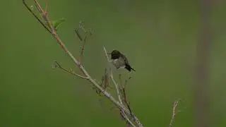 A North American Ruby-throated Hummingbird perches on a bush on a northern USA oak savanna
