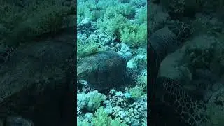 SEA TURTLE part4😍🤿🪸 #diving #ytshorts #oceanlife #shorts #egypt #turtle
