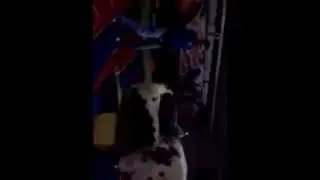 En brincos