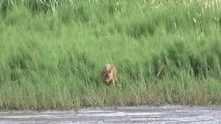 Roe Deer (feeding) - Cullaloe SWT reserve - July 2020