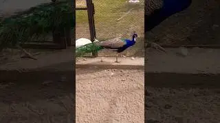 Indian blue white eye peacock 🦚 #peafowl #beautifulanimals #birds #peacockbeauty