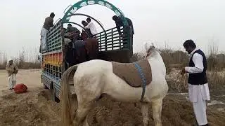 How to horse loading in truck/Horse loading in truck/horse loading🌷🌷🥀👇👇🥀🐎🐎🐎 🐴🐴
